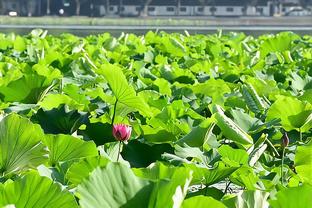 板凳乏力！太阳半场替补仅拿到2分